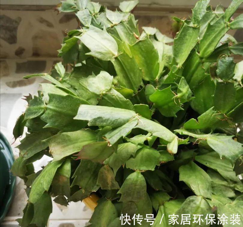 玛格丽特|6种“漂亮花”，秋天修剪“别偷懒”，剃个小平头，一个月开爆花