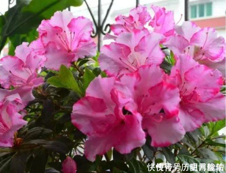 蓝雪花蓝雪花|养花就养4种花,观赏价值极高,还能带来好彩头