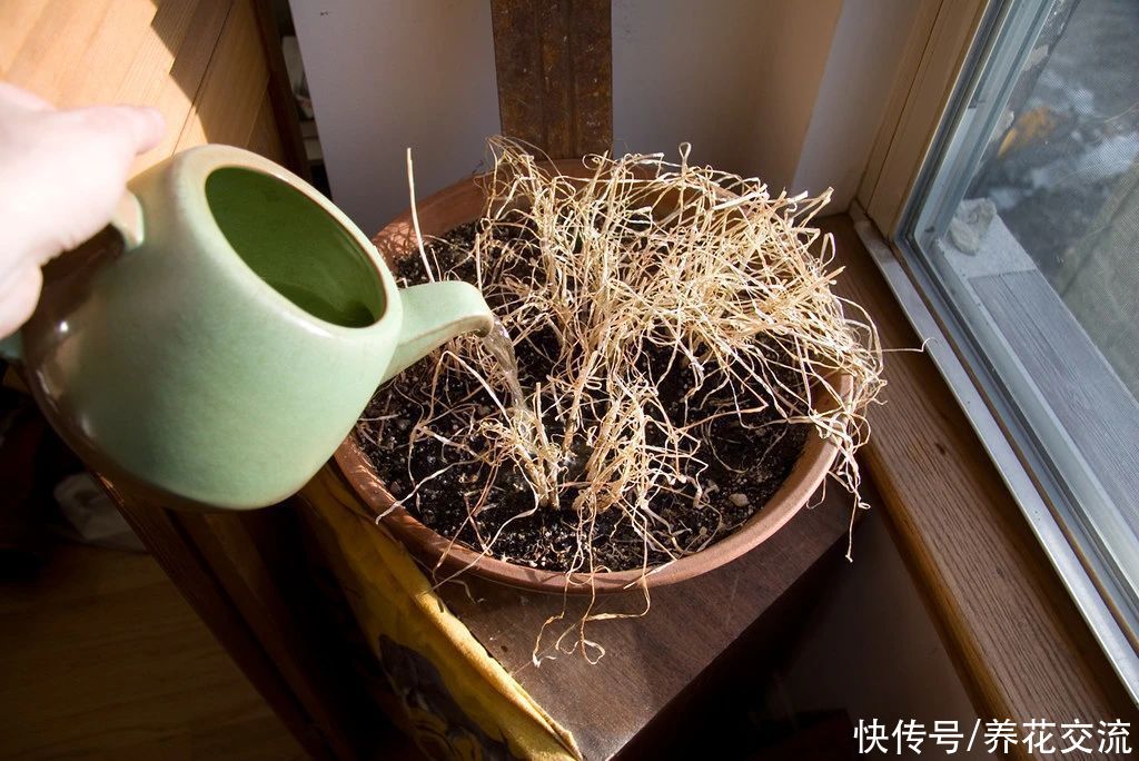 栽种|旧土养花注意4点，避免有病虫残留，有三类花不适合用旧土养