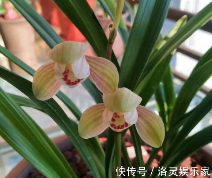 虫害|养兰花盆土老是有虫简单4招,盆土不招虫,不停蹭蹭冒新芽