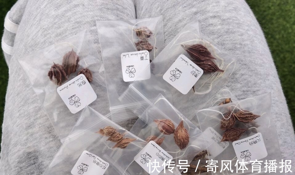 10月“值得”养5种球根花,10天就生根,养2月就开花