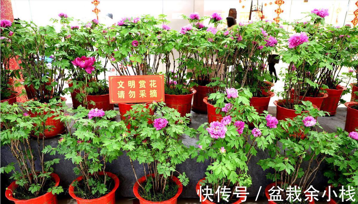 多菌灵|伏天太热了，五种花已经“睡觉”了，建议少水少肥