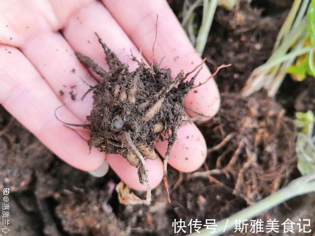 种花|9种花,天热会“假死”,千万别丢了,秋天就苏醒