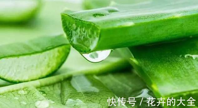 芦荟|夏秋温度高，养芦荟怎么规避黄叶落叶？满足这些条件