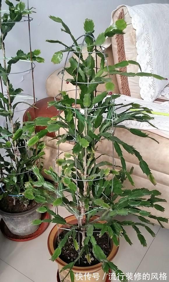 蟹爪兰|立秋之后,蟹爪兰这么养,叶子厚又亮,开花大爆发