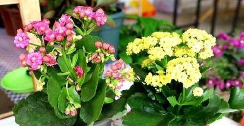 如何让阳台变成花园?跟着养护专家做,花期长管理省心