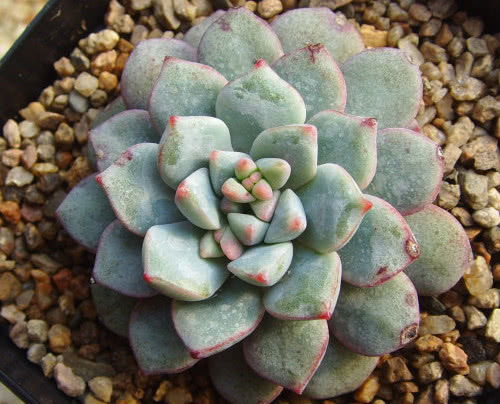 多肉蓝宝石怎么叶插教你3个小步骤，叶插出最绚烂多彩的蓝宝石