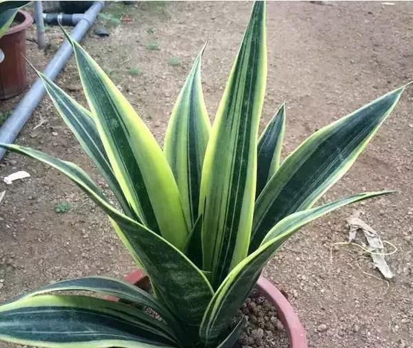 养花|用这种“土”养花,比蚯蚓粪、啤酒水更厉害,养啥花都能“旺”