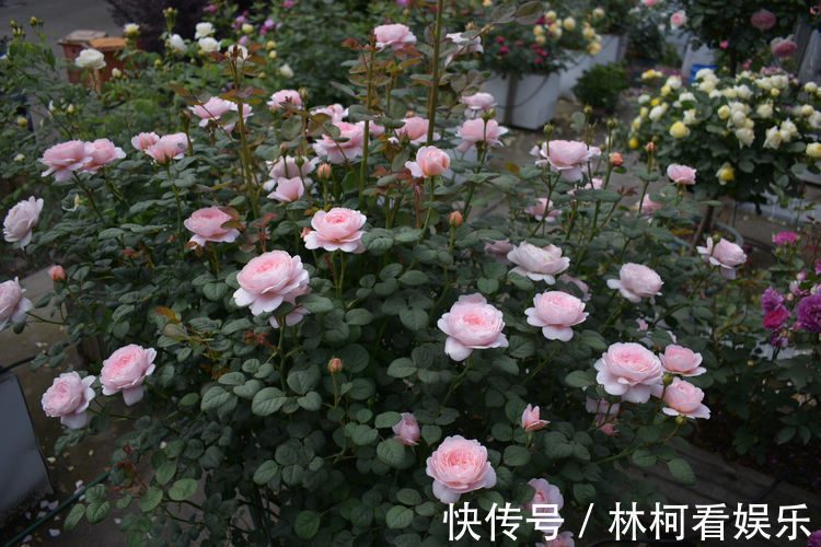 此款盆栽花卉,漂亮不输玫瑰,四季有花开,养殖简单,你值得拥有