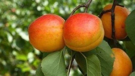 香梨|好食物吃出好身体，多吃3种食物，美容养颜，排毒抗衰，肌肤细腻