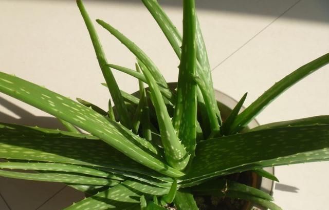 养文竹就要“狠”,黄叶枯枝直接剪,套个袋重新变成小树林