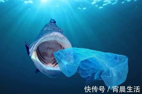 塑料|强制执行限塑令，大批商户有苦难言，有人发现了其中“商机”
