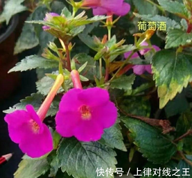 发芽|长筒花是“室内花量王者”,没光也能开爆盆,阳台党福音