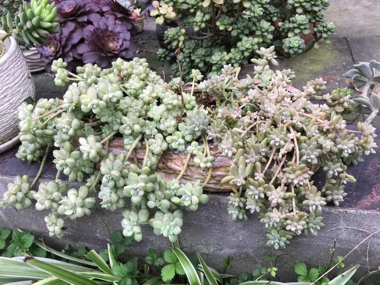 养多肉会上瘾,3年养了500多盆,既美化了环境又愉悦了心境!