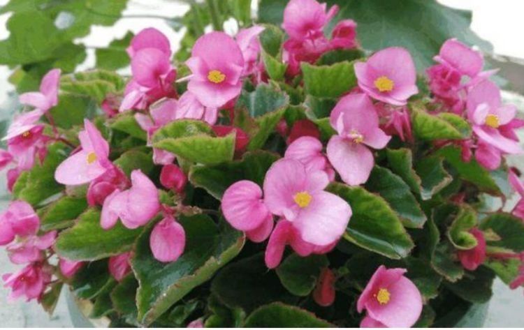 阳台养花,不妨养这4款植物,花开美观又大气,花色艳丽灿烂无双