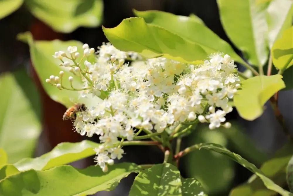 天呐！十堰街头飘出“不可描述”的气味，竟然是......