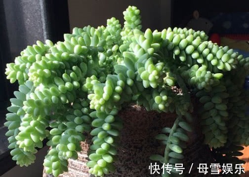 施肥|多肉新玉缀徒长怎么办教你3个小方法,完美解决徒长问题