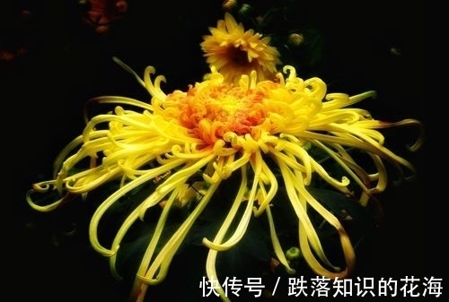 清代#清代的一篇咏菊佳作,思绪飞扬,笔墨灵动,颇有陶渊明的高雅情怀