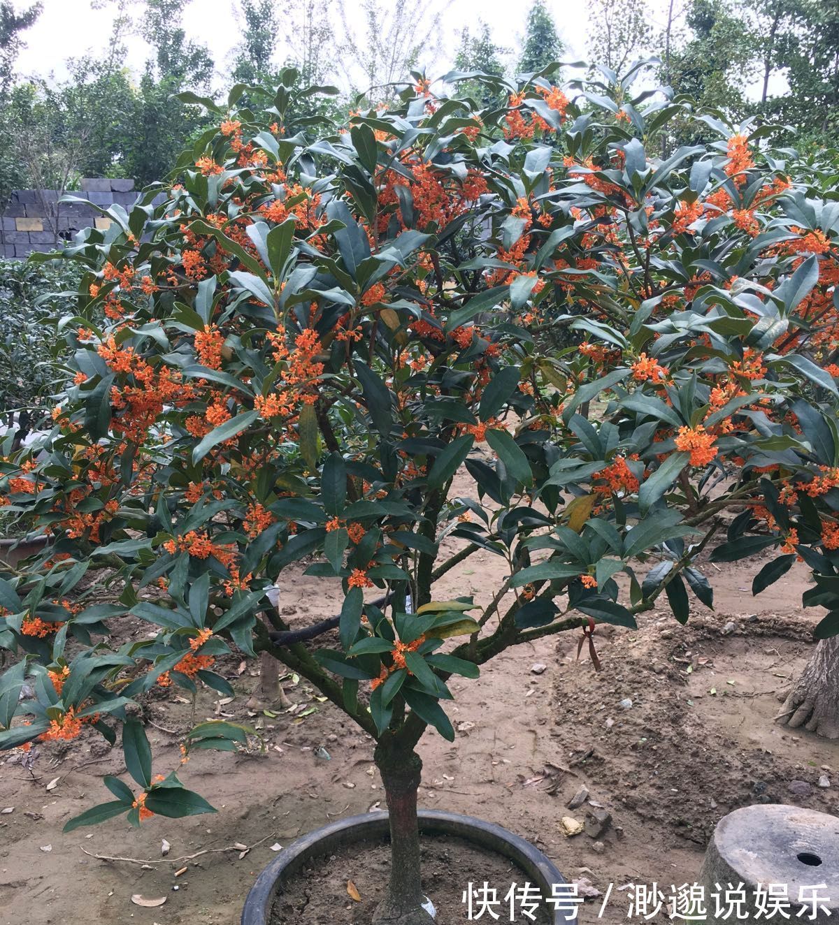 养护|朱砂桂花喜迎中秋节,开花爆盆的朱砂桂太美,眼馋了朋友来围观