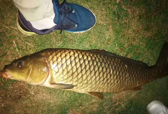 黑鱼|童年回忆杀中的10类鱼,你钓过几种?这3种鱼真的是遗憾!