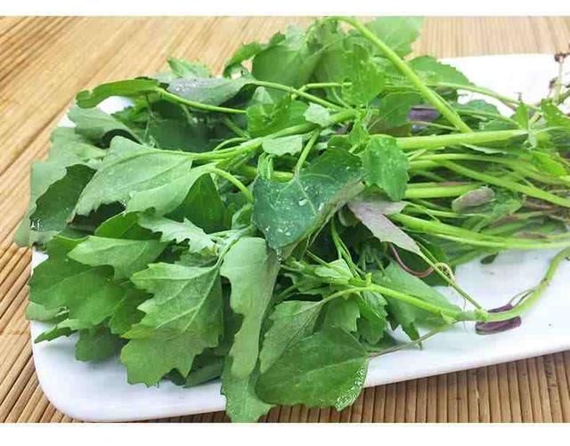 爽口|11种常见野菜，比青菜还爽口，随便挖一把，解腻又养人