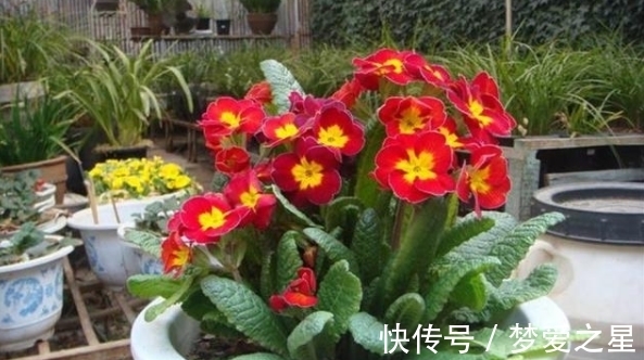 养花|养花期间,做了这些事情就会得不偿失,总遇上黄叶烂根问题