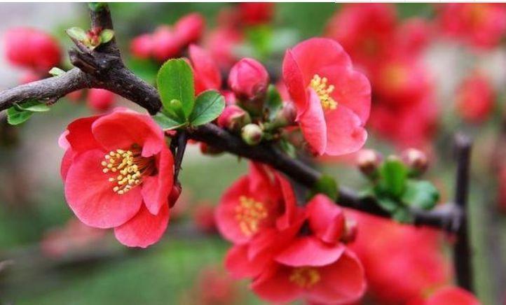 四种寓意好的花,喜庆吉祥好运来,养人旺财添富贵,漂亮好养