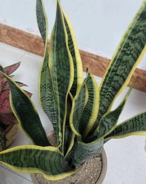 赏心悦目|栽种虎皮兰如何四季常青多注意4点,比绿萝、吊兰更赏心悦目