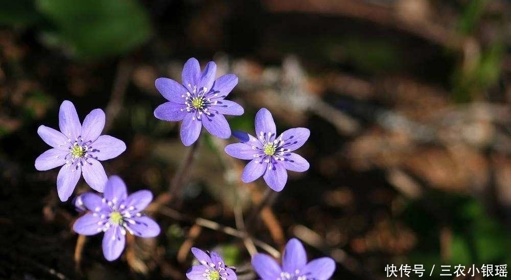 一种与樱花齐名 但好像比它更珍贵的花 粉紫色 一种与樱花齐名 但好像比它更珍贵的花 粉紫色