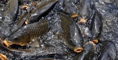 公讳字&朱元璋姓朱,明朝百姓管猪叫啥?皇帝给猪改了名,很多人都读不出