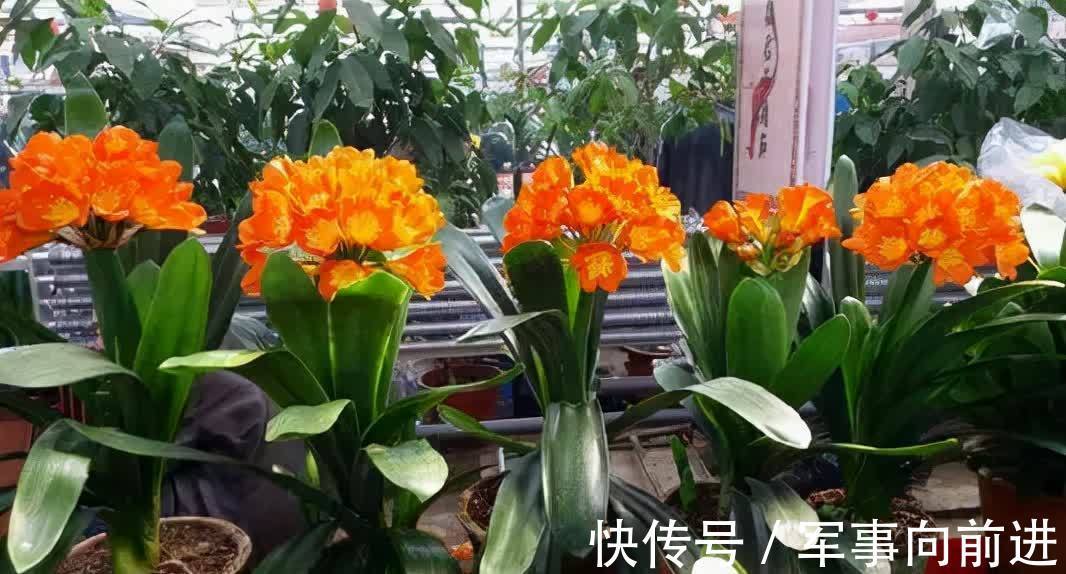 成龄|君子兰冬天要“富养”,2个基础,四个关键,做好就能开大花