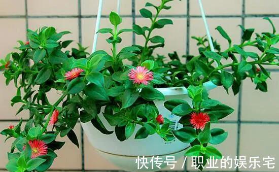 不易“养死”的13种花，独特有格调，好养又漂亮，新手养花首选