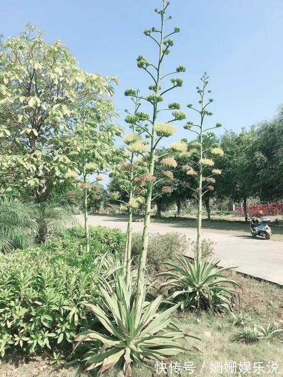 煞气|3种“丑花”,长得不怎么样,却能旺运镇宅,关键还好养