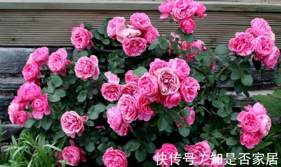 养护|4个关于“入坑”月季的误区，新手还傻傻相信，你信过几点？