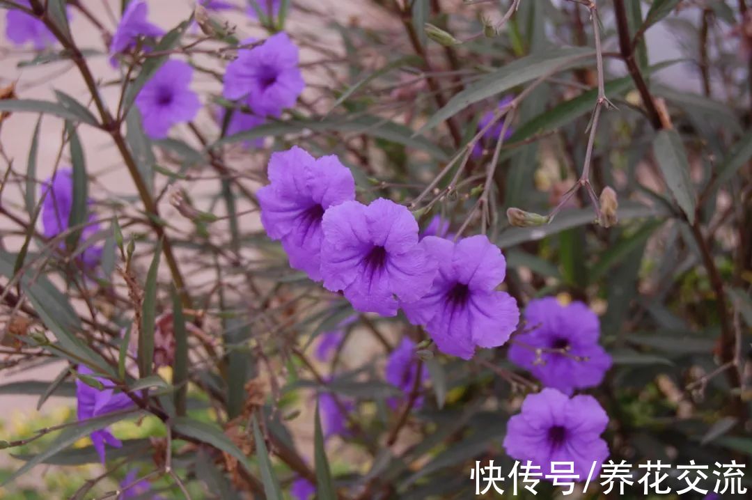 花量极其丰富的翠芦莉,适合在院子里种一片,也能养成盆栽