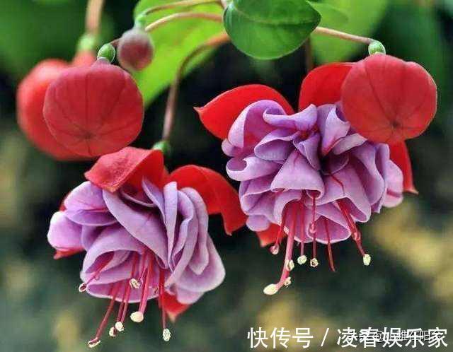 比绿萝还漂亮的花,一个枝泡水里,10天长根,喜庆好看,一开99朵