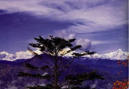 天花&原来这三个意境无比美丽的成语来自佛教,看完心境都美了