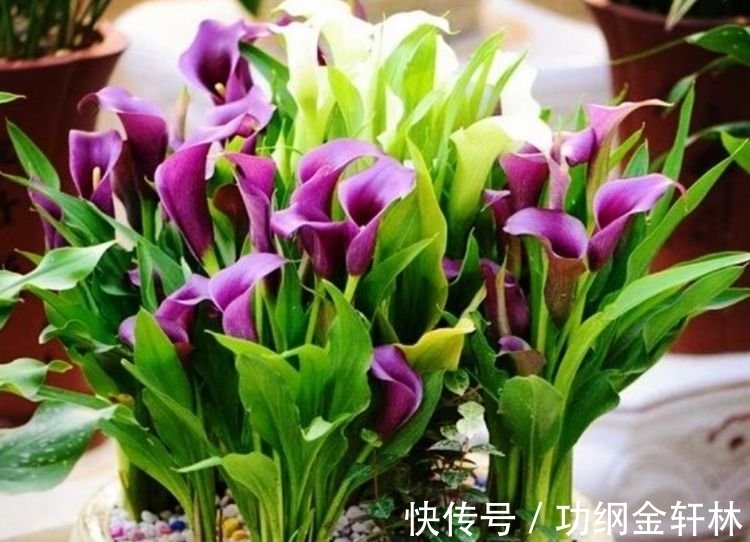 3种“漂亮又好养”的花,一开就是300多天,太好养