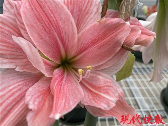 咬唇妆、初恋妆、渐变妆……在春天邂逅“美女”朱顶红