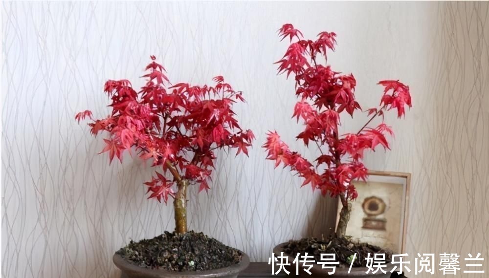 养护|苏派盆景极具名气,这6种盆景做法精妙、极具自然之感,价值高