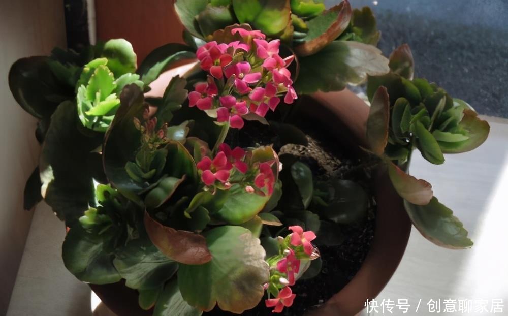 长寿花为什么不开花?先不要放弃,可能是花期推迟了