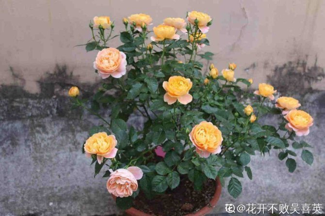 河沙才是养花万能土,家里的花,从不烂根、不黄叶