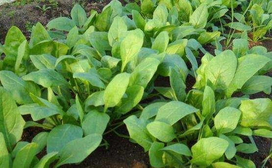 胡萝卜素|多给孩子吃一宝，再贵也不要省，孩子远离近视，身高蹭蹭的长