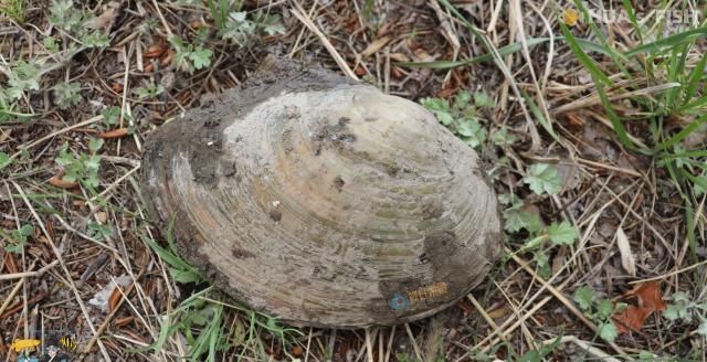 观赏鱼玩家|鱼塘里抓的河蚌可以放进鱼缸3大风险你要自己来承担