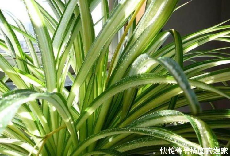 4种花养家里，旺运又招财，财源滚滚，养在阳台极美了