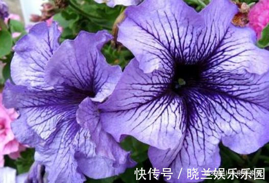 喜欢三角梅,就试试“开花机器”柠檬黄三角梅,花开金灿灿好养活