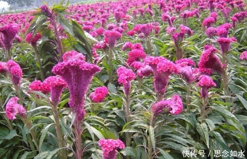 大红花|这种大红花在农村称“鸡冠花”,炒肉吃是一绝,连治病也有奇效