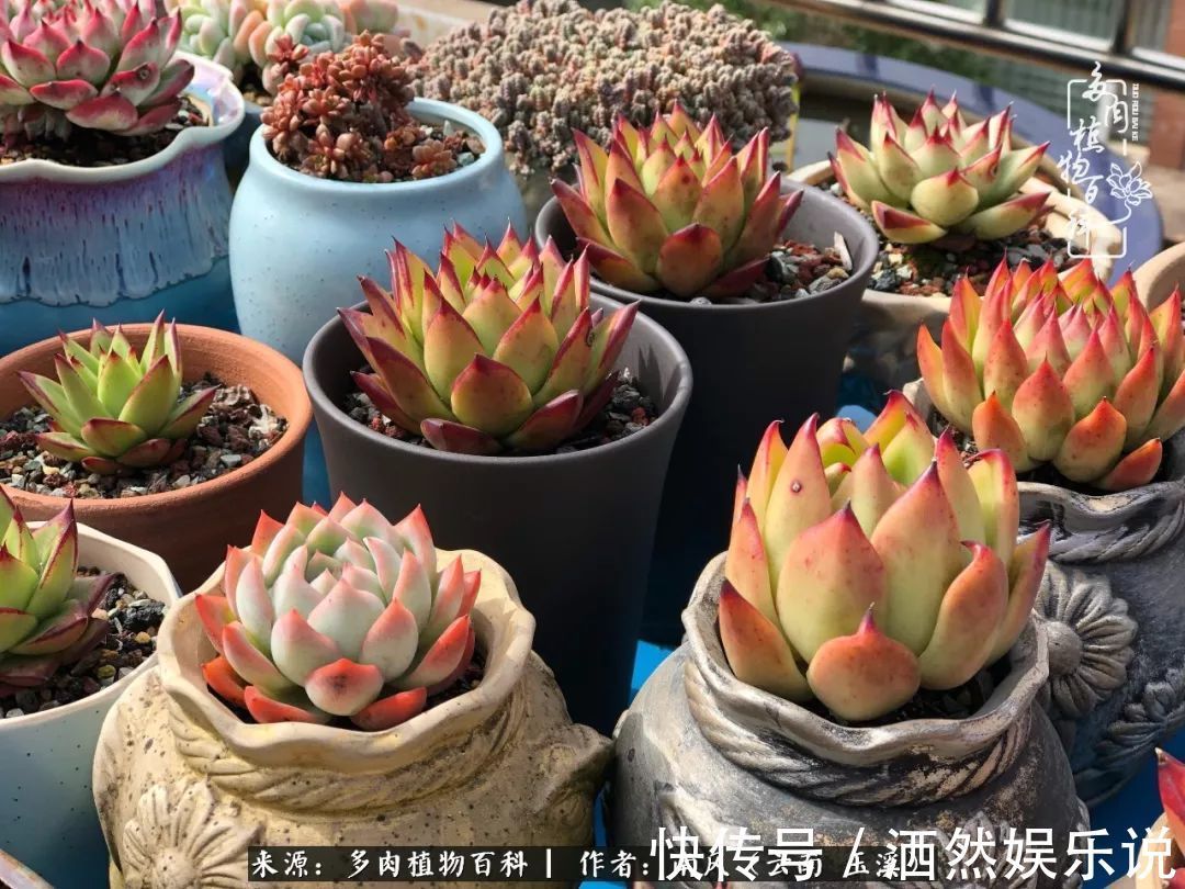 肉友|深秋里,种多肉、赏多肉、会肉友,马不停蹄快乐多!