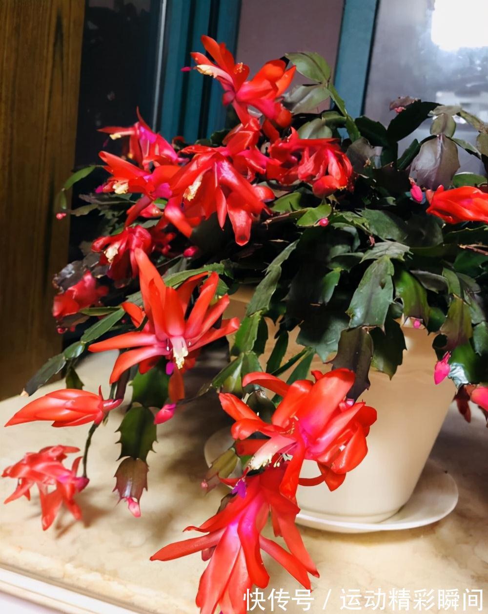 天冷需要多晒的“8种花”,有些还要“断粮少水”,不然熬不过冬