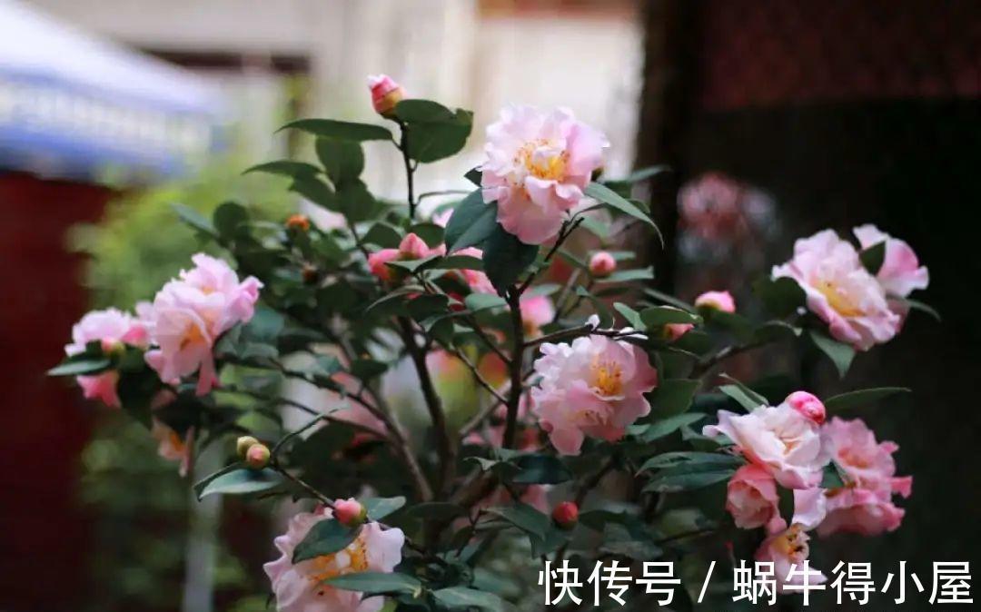 花苞|初秋8种花不能剪，轻则不开花，严重可能剩空盆